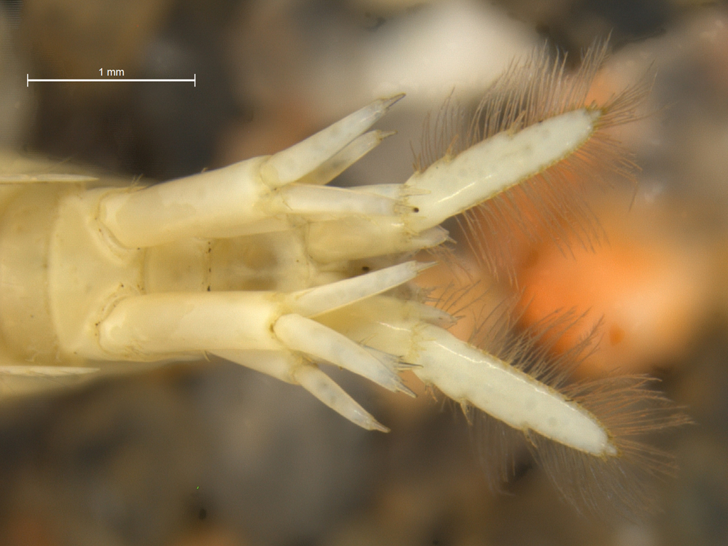 Pontogammarus robustoides